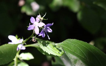 arboretum in summer, purple flower close-up