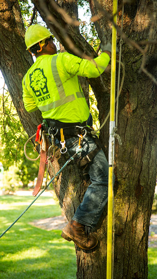 tre_trim-training_climb-vertical