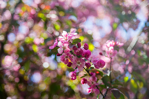 OPPD arboretum, pink blossoms