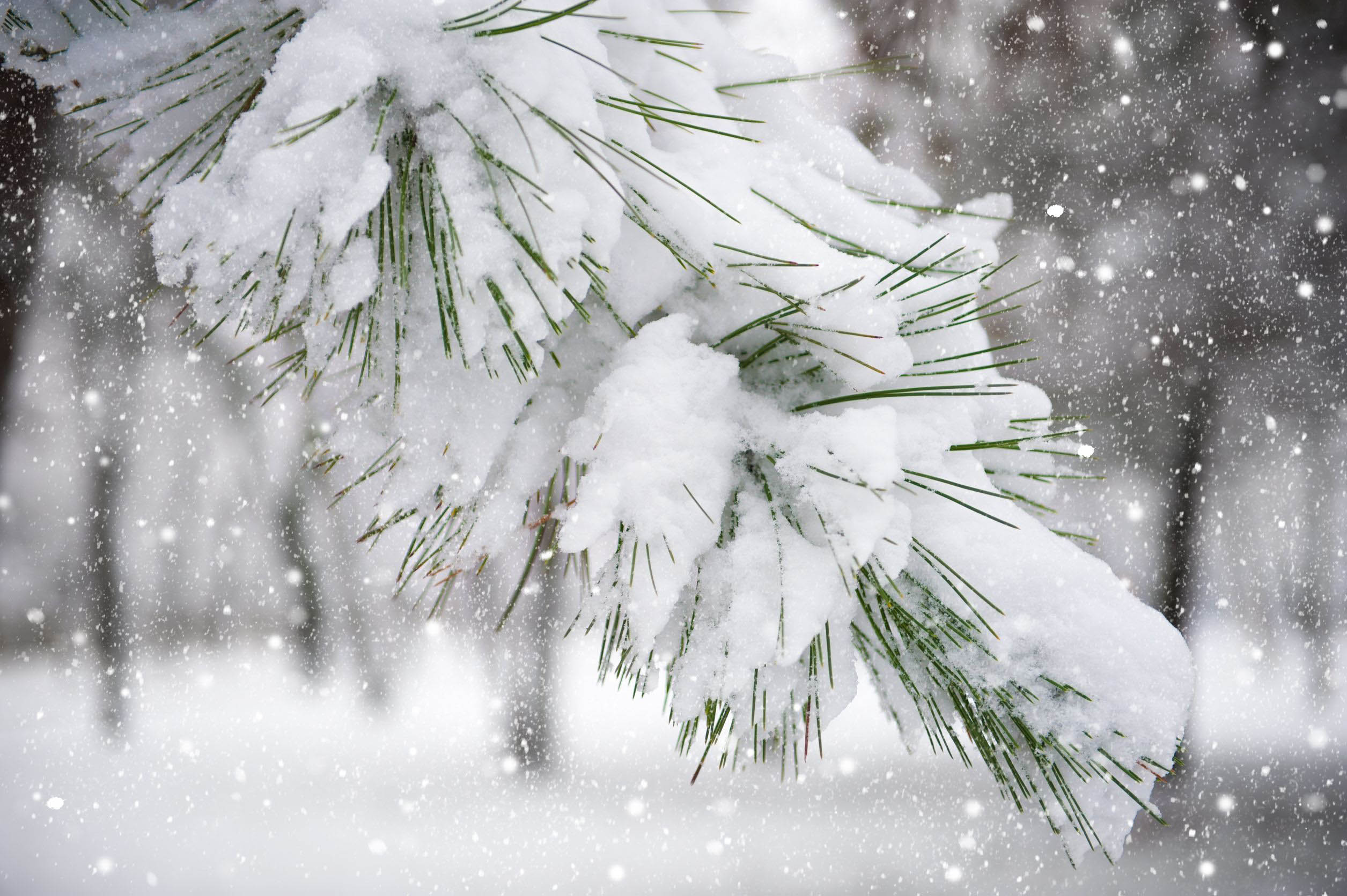 winter forecast