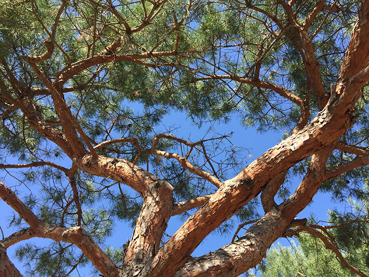 BIG_Arboretum Tree_TZ