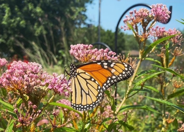 pollinator garden monarch butterfly