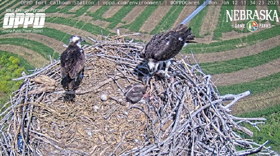 Osprey chick hatches at Fort Calhoun Station OPPD The Wire