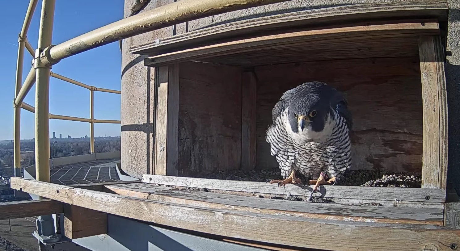 Falcons return to North Omaha Station - OPPD - The Wire