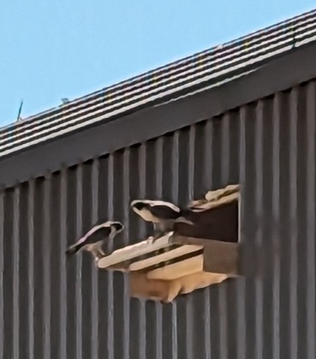 North Omaha falcons incubating 4 eggs - OPPD - The Wire