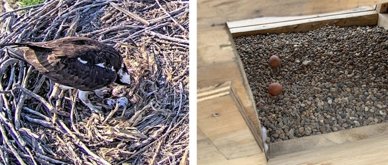 New falcons, ospreys take up residence - OPPD - The Wire