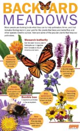 A variety of native plants shown here can be used to grow a garden that supports pollinators.