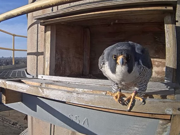 Falcons return to North Omaha Station, with a plot twist - The Wire