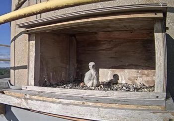 This year's falcon chick peers at the camera that records the falcons' lives at North Omaha Station.