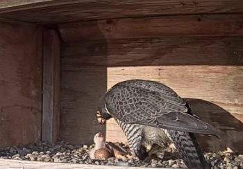 More raptors are on the way at OPPD sites. Here, Clark feeds a newly hatched chick at North Omaha Station.