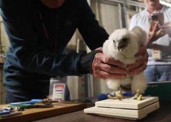 A handler holds the chick on June 6 when she was removed from the nesting box to be banded.