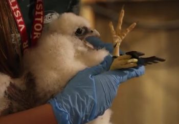 A gloved handler holds the peregrine falcon chick during the banding process.