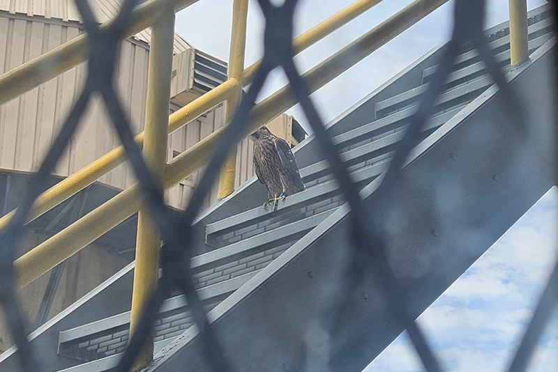 The lone peregrine falcon chick at North Omaha Station this year sits on stairs after disappearing from the falcons' nesting box Sunday.
