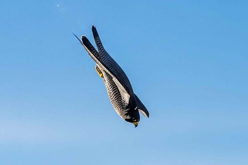 A peregrine falcon dives while hunting.