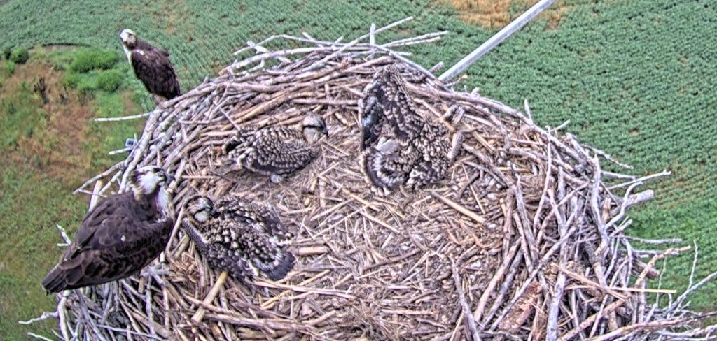 This year's chicks sit in their nest while their parents perch on the edge of the nest.