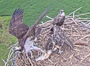 An adult osprey lands in the nest, dropping a fish for it chicks to eat.