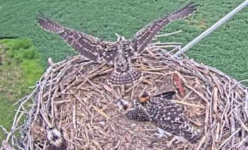 An osprey chick stretches its wings and practices flapping them while perched near the edge of the nest.