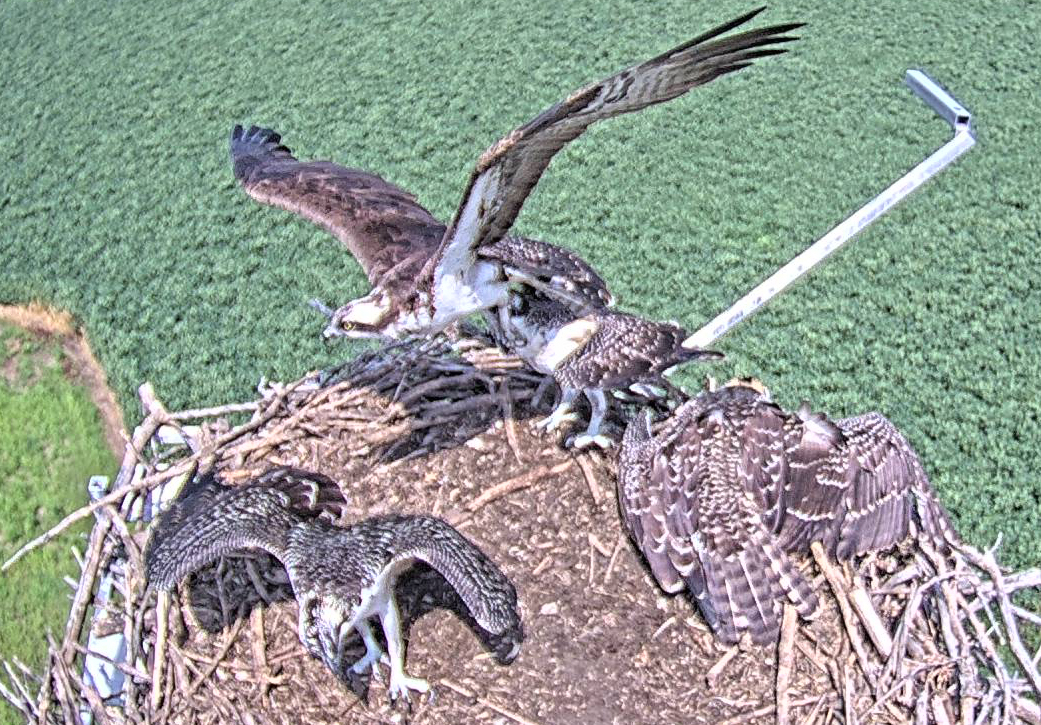 Members of the osprey family at Fort Calhoun Station stretch their wings in their nest.