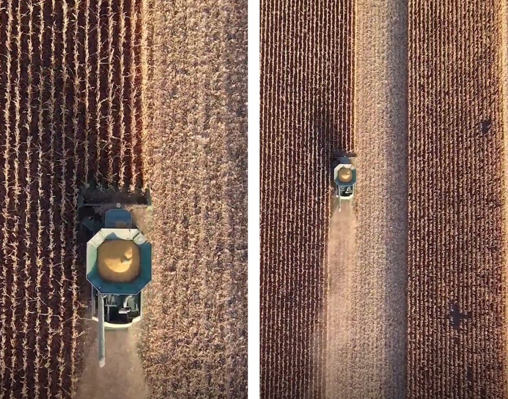 These aerial photos show a combine collecting corn row by row in a field. 