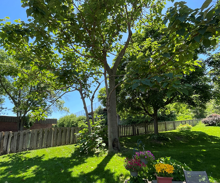 Benefits of trees c