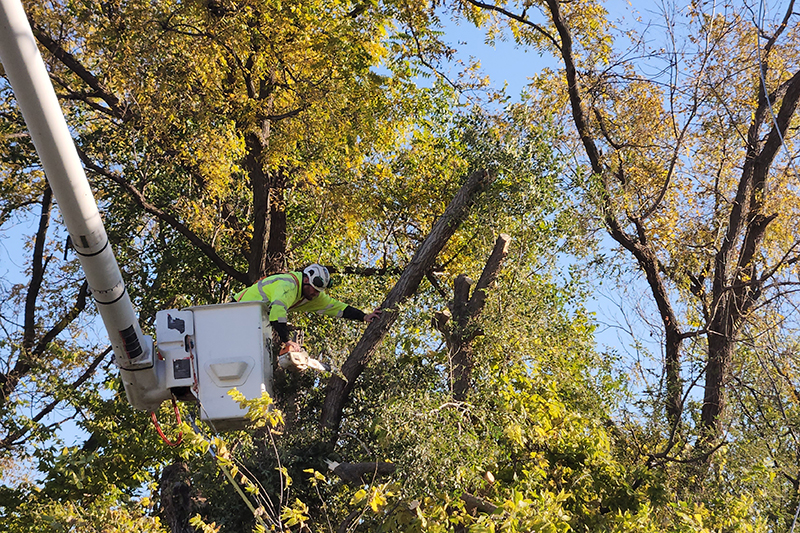 A worker elevated in a bucket truck trims limbs from a tree.
