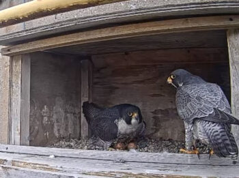 Lewis walks into the nest to take over incubating duties from Clark, shown hovering over their four eggs. 