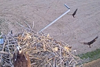 One osprey chases another away from the nest while the third osprey remains perched in the center of the nest.