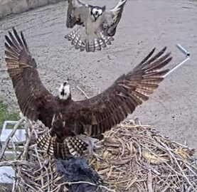 Two of the ospreys challenge each other, wings spread, as one flutters up out of the nest.