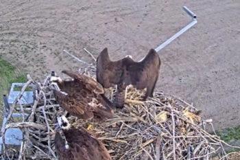Three adult raptors sit together briefly in the nest at Fort Calhoun Station.