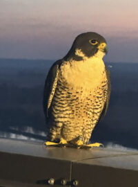 Storm perches on a ledge on the roof of Nebraska City Station.