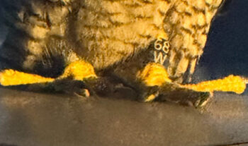 Storm's identifying band is marked 68 over W.