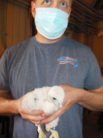 Jeremy Kellner, wearing a face mask in 2020, holds Storm, still covered with downy white feathers, when she and her siblings were banded as young chicks at North Omaha Station.