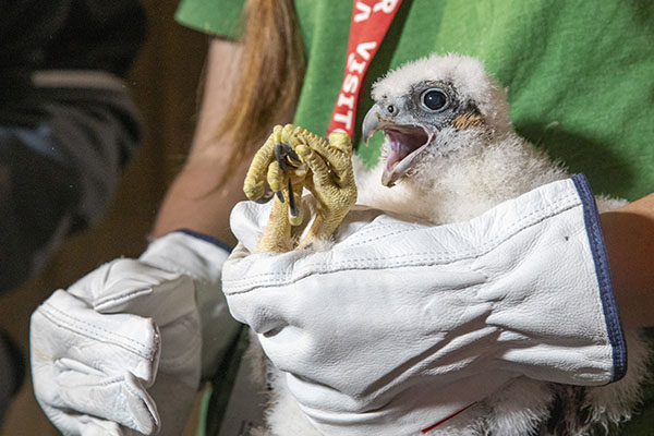 ENV_Falcon Chick Banding 2026 1
