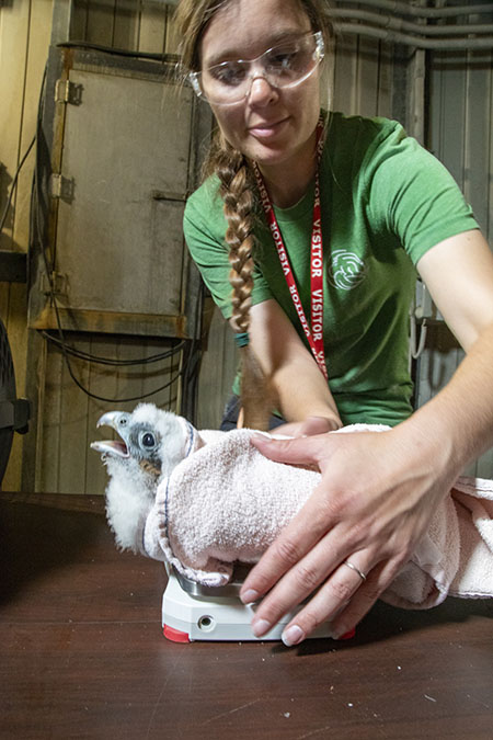 A volunteer lowers a chick wrapped in a towel on to a scale at North Omaha Station. Photo by Danielle Beebe
