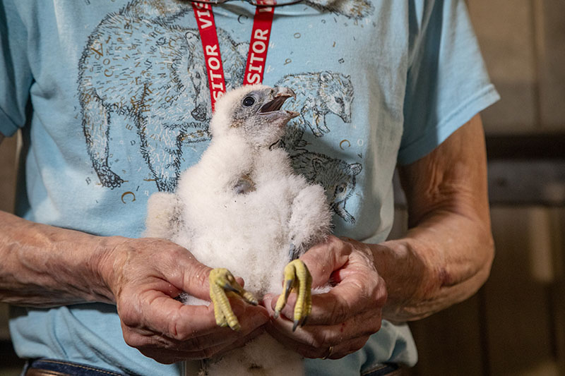 ENV_Falcon Chick Banding 2026 8