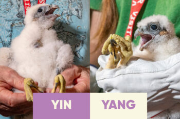 Yin and Yang were banded in late May at North Omaha Station