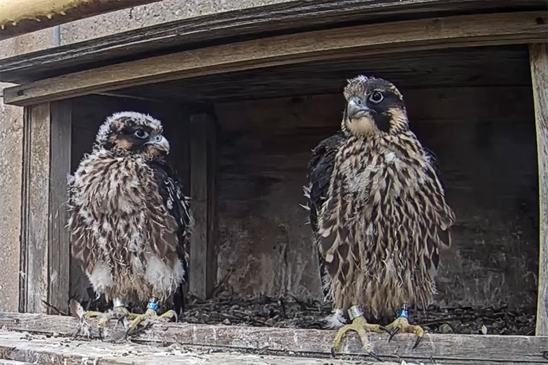 This year's peregrine falcon chicks stand in the falcon box at North Omaha Station.