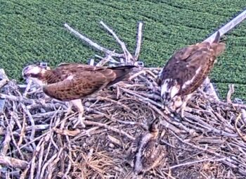One osprey parent feeds the chick while the other parent keeps an eye on the skies surrounding the nest.