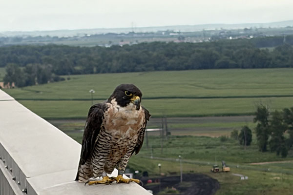 Storm perches on a ledge at Nebraska City Station.
