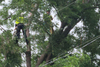 Two tree crew workers stand in the upper branches of a large tree.