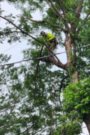 A tree trimmer cuts off a branch in a tree growing near power lines.