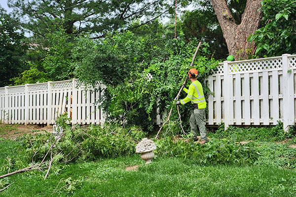 A tree crew worker moves cut branches away from a fence.