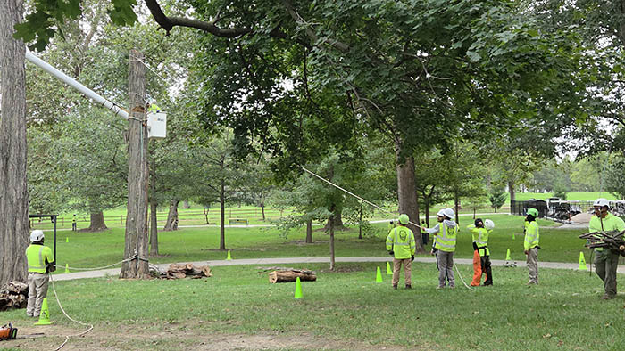 Tree crews prepare to bring down a tree after fastening a rope near the trop of the tree, which has had its branches removed.